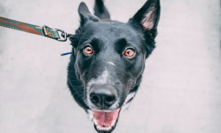 Bedfordshire Police: Cranfield dog walkers asked to be vigilant